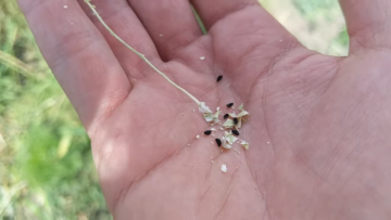 Comment sont récoltées les graines de nigelle (habba saouda)
