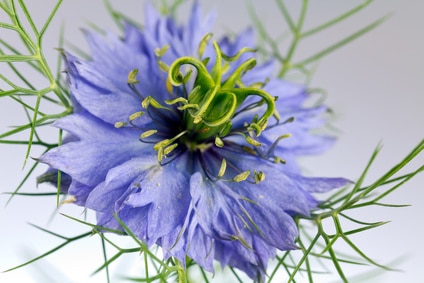 fleur-de-nigelle-1