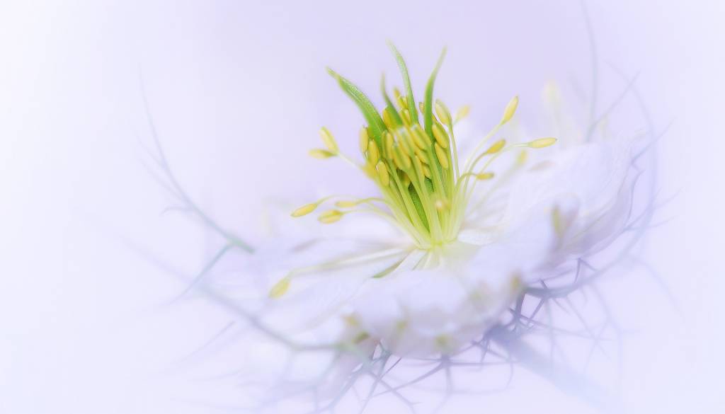 fleur de nigelle